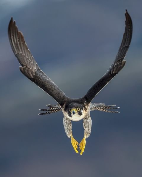 Rapace en plein vol